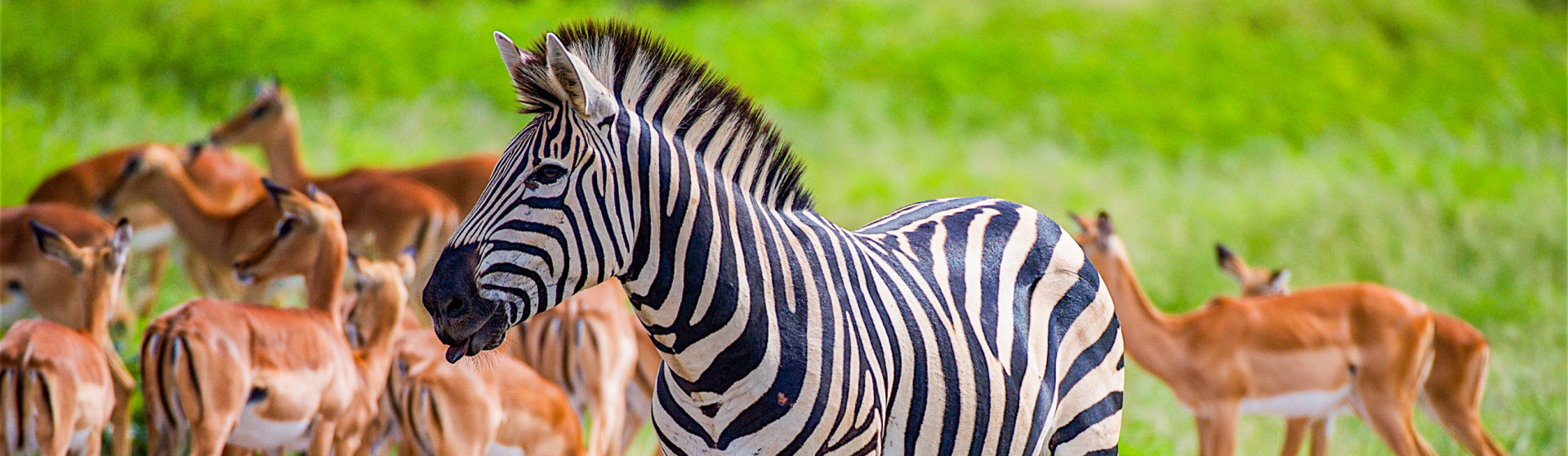 Botswana-Zebra